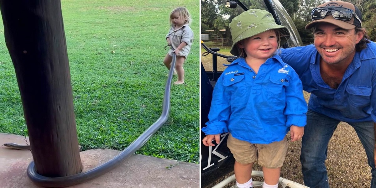 Watch: Toddler of a wildlife expert handles giant snake, the video gets viral