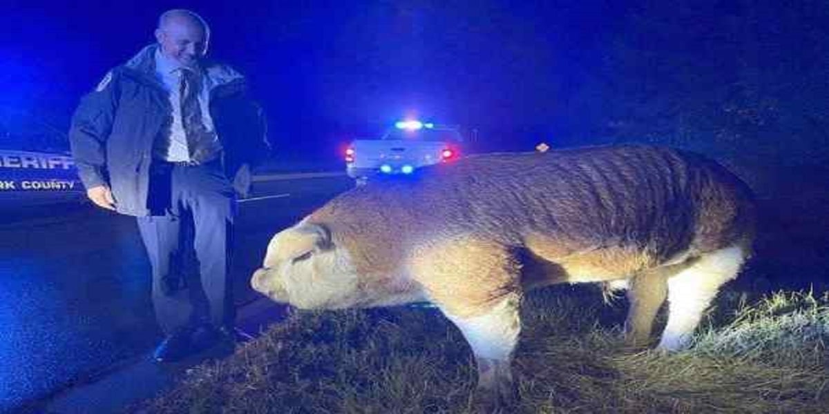 Watch: A huge pig blocking traffic in South Carolina