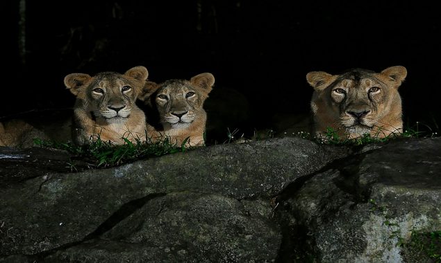 Lions at Singapore wildlife park infected with coronavirus