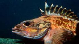 Scientific study: Rockfish might be the key to eternal life