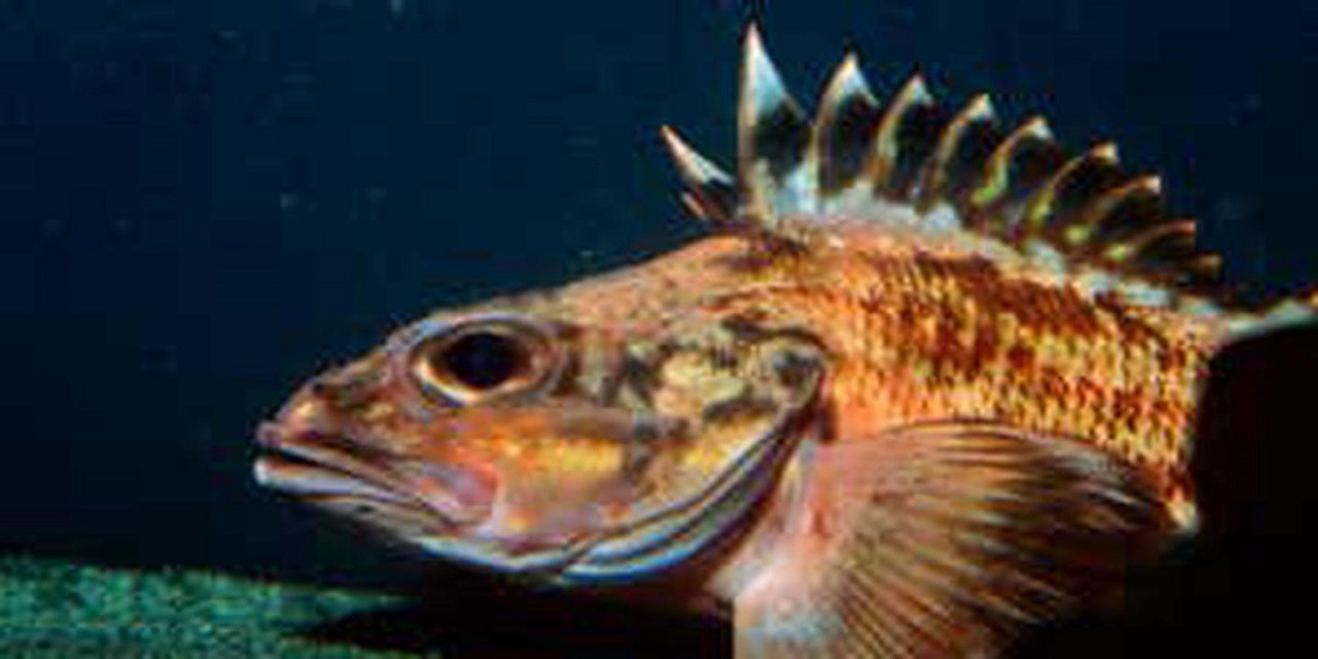 Scientific study Rockfish might be the key to eternal life