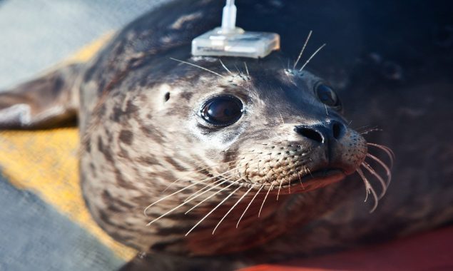 Spearmint; the seal becomes too fond of doughnuts; sent to rehab