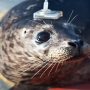 Spearmint; the seal becomes too fond of doughnuts; sent to rehab