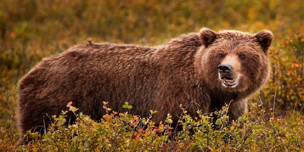 Watch: A couple confronted by an endangered bear on their balcony in Italy