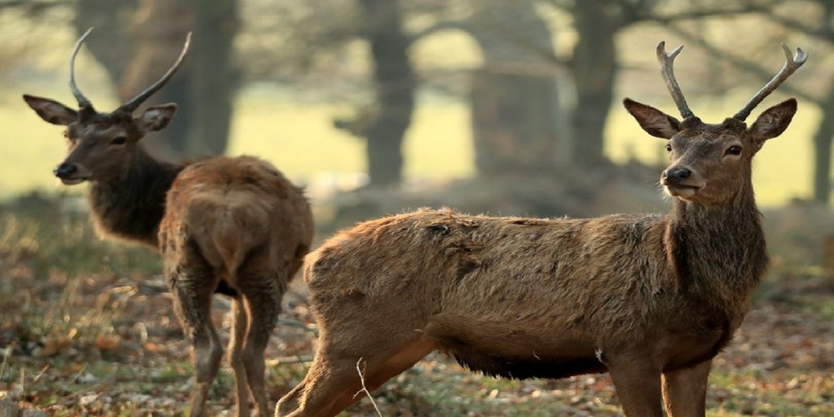 Badly injured deer rushed to the hospital and takes the wrong direction