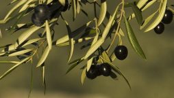 US tariffs on Spanish olives violation of rules: WTO