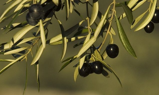 US tariffs on Spanish olives violation of rules: WTO