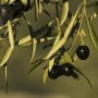 US tariffs on Spanish olives violation of rules: WTO