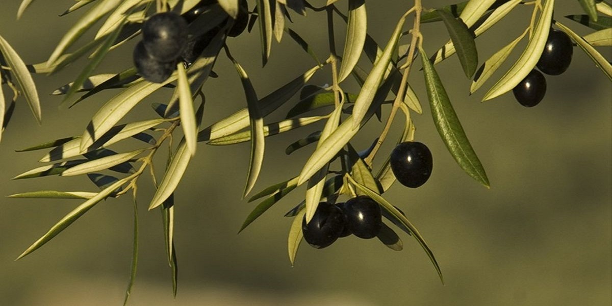 US tariffs on Spanish olives violation of rules: WTO