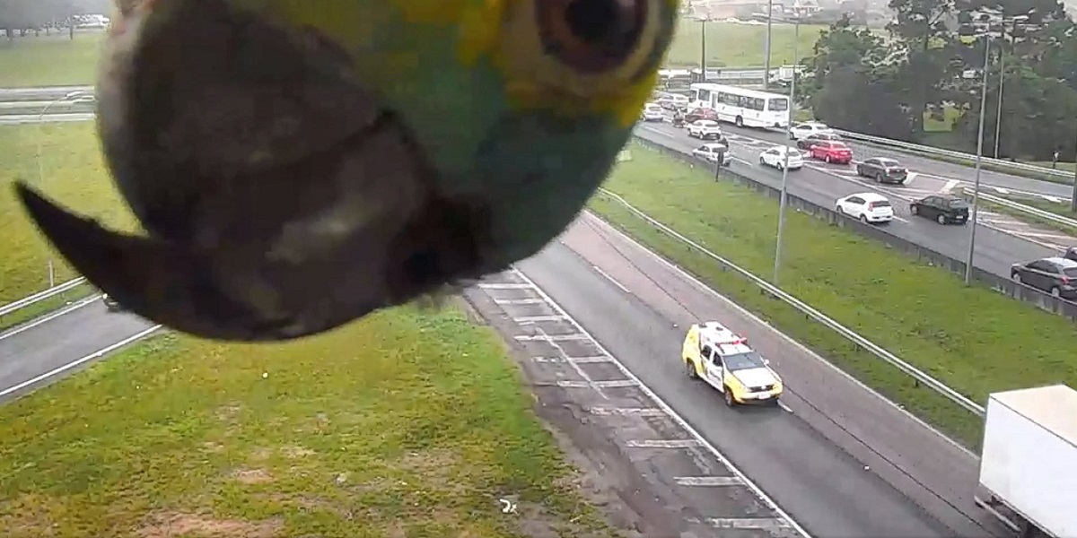 Brazil: Parrot plays peekaboo with a traffic camera goes viral