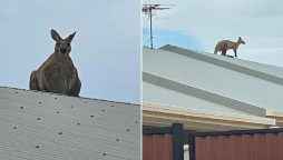 Kangaroo leaped onto a house's roof, even Australians are surprised