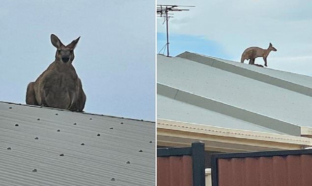 Kangaroo leaps onto a house’s roof, even Australians are surprised