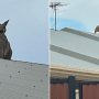 Kangaroo leaps onto a house’s roof, even Australians are surprised