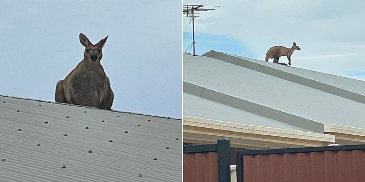 Kangaroo leaped onto a house's roof, even Australians are surprised