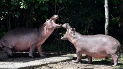 'Cocaine hippos' of Pablo Escobar recognized as humans by a US court