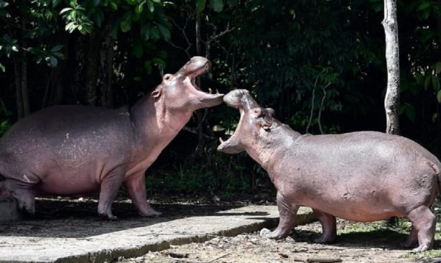 ‘Cocaine hippos’ of Pablo Escobar recognizes as humans by a US court