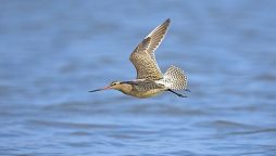 World record: Bird flies nonstop for 8,000 miles to Australia