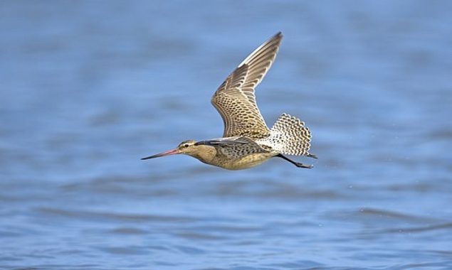 World record: Bird flies nonstop for 8,000 miles to Australia