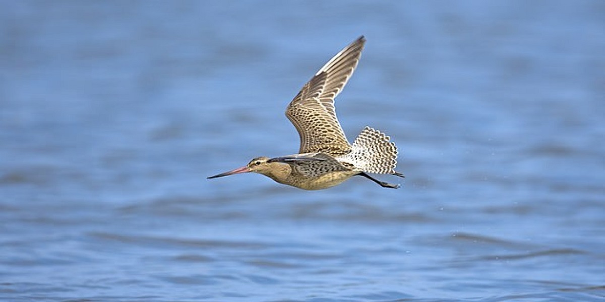 World record: Bird flies nonstop for 8,000 miles to Australia