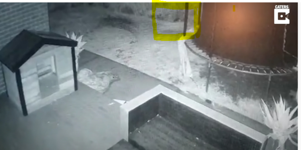 Viral video of ghost dog