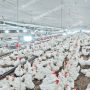 Saudi Arabia offers 15 investment opportunities for poultry projects