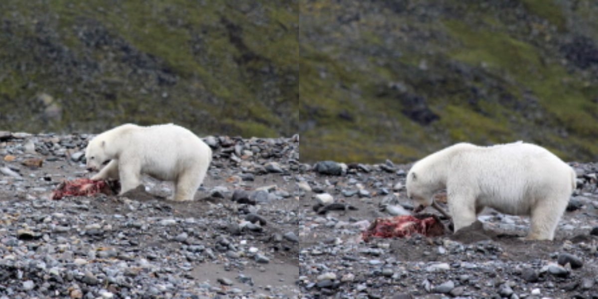 Rare hunting scene raises questions over polar bear diet