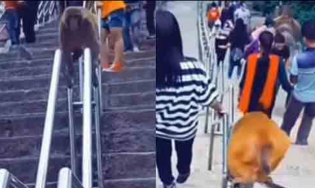 Watch smart monkey ‘pro max Jugaad’ to get down from stairs quickly