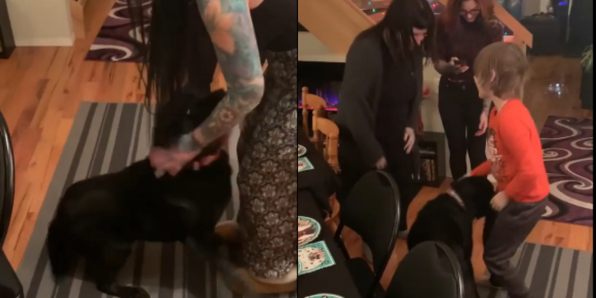 Pet dog overjoyed moment