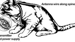 Did you know that in the 1960s kittens are used as a spy? this mission called ‘Acoustic Kitty’