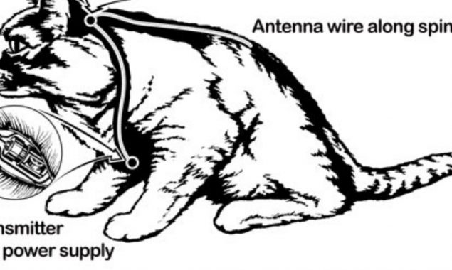 Acoustic Kitty