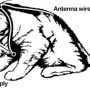 Did you know that in the 1960s kittens are used as a spy? this mission called ‘Acoustic Kitty’