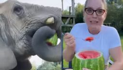 WATCH: Elephant stole watermelon from a woman