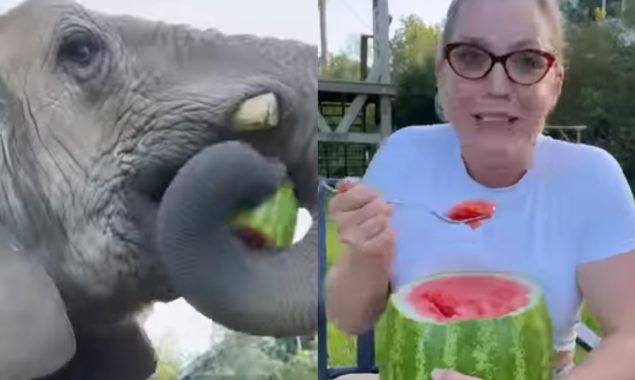 WATCH: Elephant stole watermelon from a woman