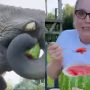 WATCH: Elephant stole watermelon from a woman