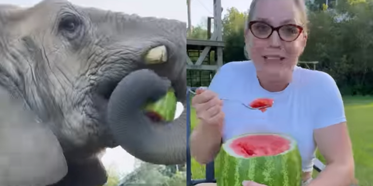WATCH: Elephant stole watermelon from a woman