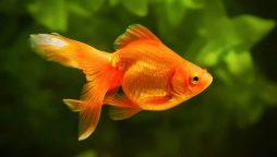 Did you know that goldfish will not stop eating if there is food available?