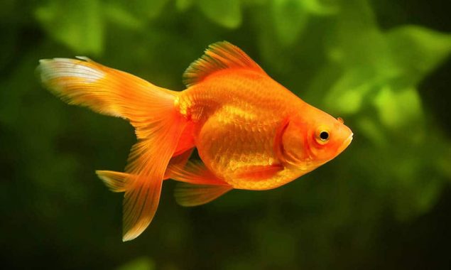 Did you know that goldfish will not stop eating if there is food available?