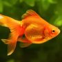 Did you know that goldfish will not stop eating if there is food available?