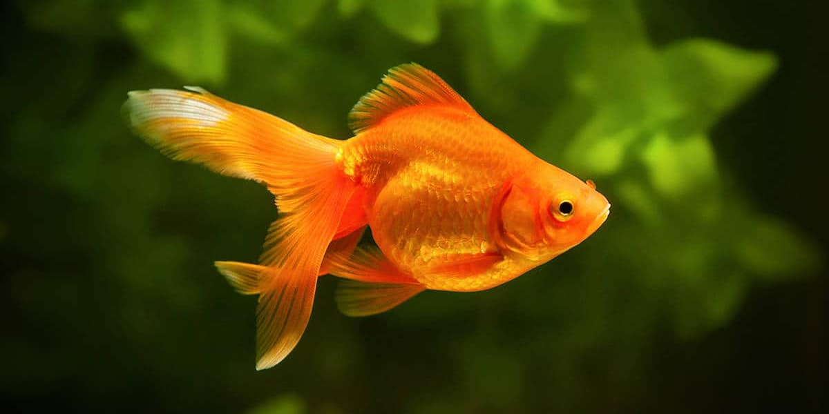 Did you know that goldfish will not stop eating if there is food available?