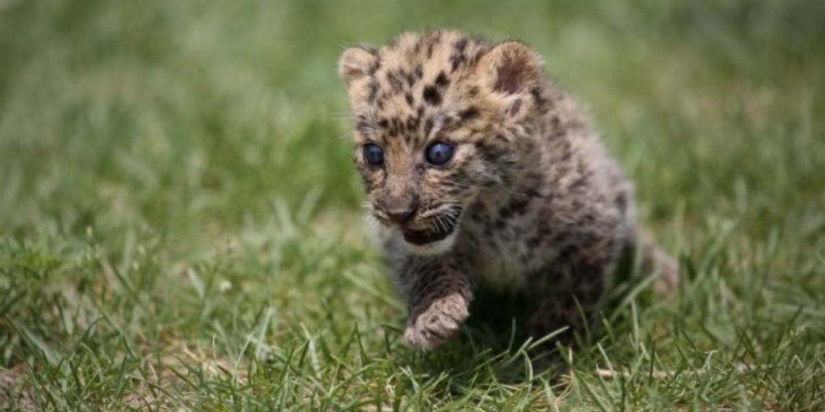 6 sentenced to jail after leopards escape safari park in east China