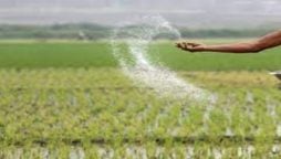 Bumper rice crop