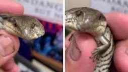 Rare two-headed blue tongue lizard amazed the Australian Zoo