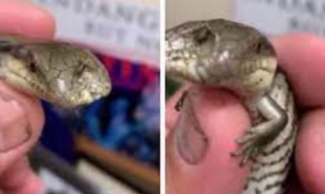 Rare two-headed blue tongue lizard amazed the Australian Zoo