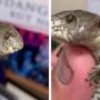 Rare two-headed blue tongue lizard amazed the Australian Zoo