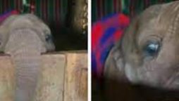 Baby elephant’s adorable peekaboo is the cutest thing on the internet