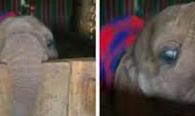 Baby elephant’s adorable peekaboo is the cutest thing on the internet