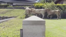 Hawaiian community: A herd of cows is wandering loose