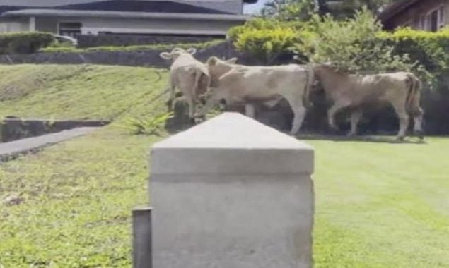 Hawaiian community: A herd of cows is wandering loose