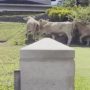 Hawaiian community: A herd of cows has been roaming the streets for weeks