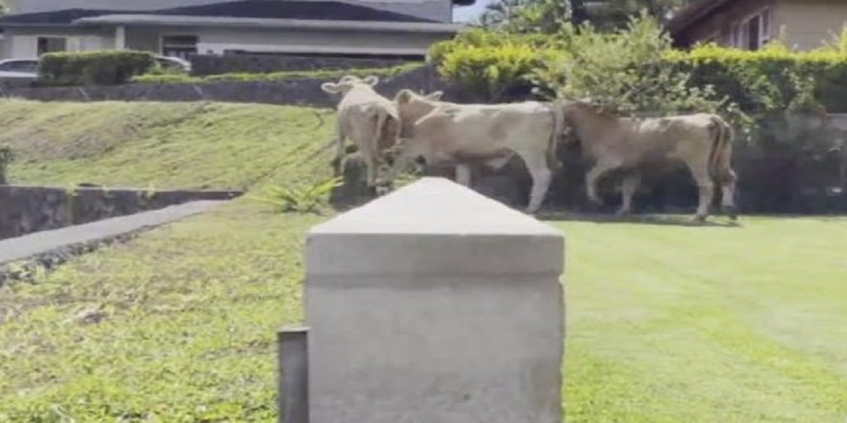Hawaiian community: A herd of cows is wandering loose